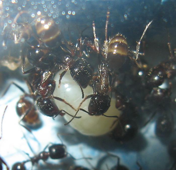 личинка Матки В подвешенном состояние